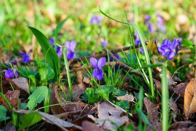 wald-violet-violet-flower-blossom-324012.jpg