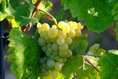 grapes-white-grapes-traubenpergel-908989.jpg