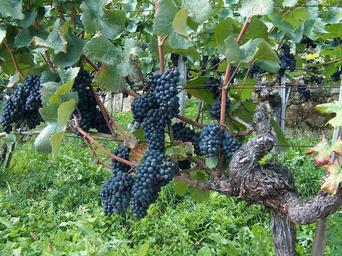 grapes-vine-vines-stock-blue-grapes-483487.jpg