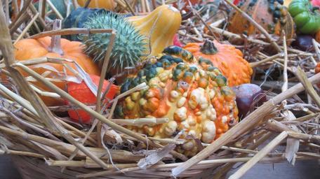 thanksgiving-pumpkins-autumn-984964.jpg