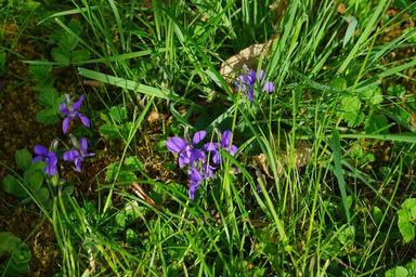 wald-violet-violet-flower-blossom-324416.jpg