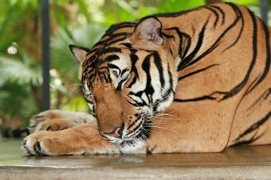 tiger-bengal-wildlife-mammal-1081885.jpg
