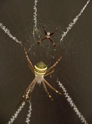 spider-spider-web-432761.jpg
