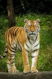 panthera-tigris-altaica-tiger-1599774.jpg