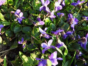 violet-flowers-flower-plant-spring-1289960.jpg