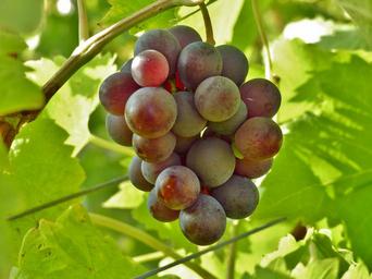 grape-wine-blue-grapes-autumn-1013004.jpg