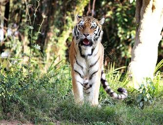 tiger-siberian-wild-looking-feline-1200320.jpg