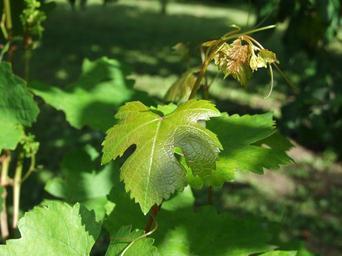grape-grape-leaf-vine-branches-115994.jpg