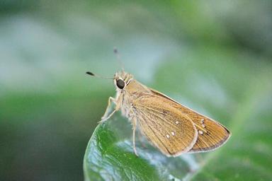 butterfly-rhopalocera-tiny-butterfly-208228.jpg