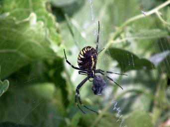 spider-spider-web-fly-insect-194465.jpg