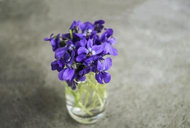 violets-violet-flower-spring-macro-1613916.jpg