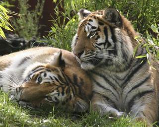 tigers-carnivore-nature-siberian-1132767.jpg