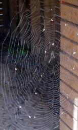 spider-web-spiderweb-spider-web-417244.jpg
