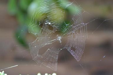 spider-s-web-garden-web-close-up-272971.jpg