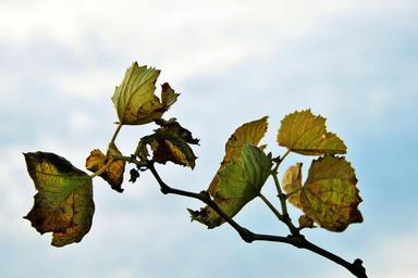 grape-vine-vine-leaves-grape-green-399657.jpg