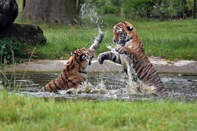 tiger-cat-wild-animal-carnivore-1531731.jpg