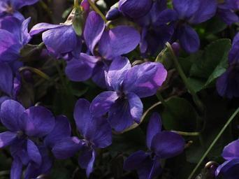 scented-violets-violet-flower-1077131.jpg