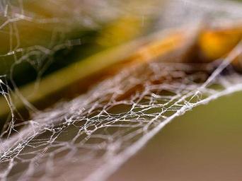 Spider webs (1).jpg