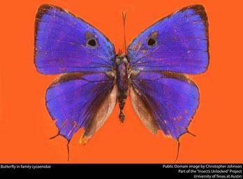 Butterfly_in_family_Lycaenidae.jpg