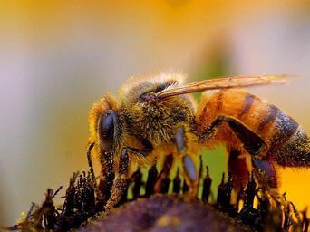 Bee macro insect.jpg