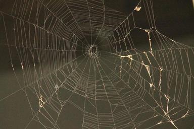 spider-web-web-spider-spider-web-796471.jpg