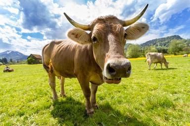 cow-pasture-animal-almabtrieb-759018.jpg
