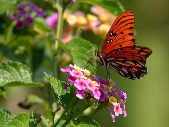 Butterfly in Louisiana.jpg