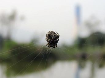 spider-spider-web-spider-hex-677719.jpg