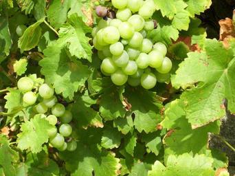 grapes-vines-nature-plant-fruits-363471.jpg