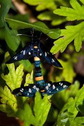 butterfly-copulate-butterflies-pair-143375.jpg
