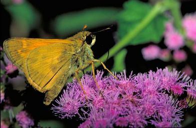 European skipper butterfly insect thymelicus lineola.jpg