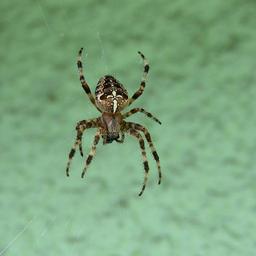 spider-spider-web-macro-web-nature-1188032.jpg
