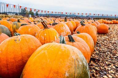 pumpkin-thanksgiving-happy-autumn-979664.jpg
