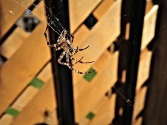 spider-spider-web-cobweb-arachnid-944565.jpg