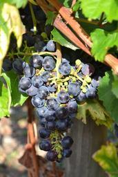 grape-black-grape-vine-cluster-890060.jpg