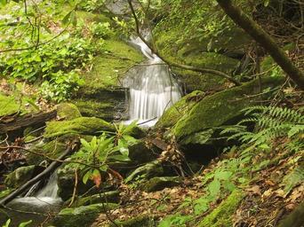 Waterfall stream running through mossy glen.jpg