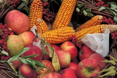 thanksgiving-corn-apple-basket-1709884.jpg