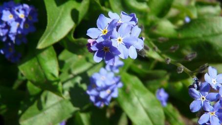 violet-blossom-bloom-blue-spring-738136.jpg