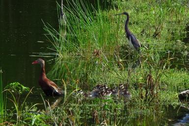 Tricolor_Heron_with_Black-bellied_Whistling_Duck_family.jpg