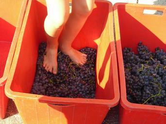 grape-harvest-feet-verona-grape-373037.jpg