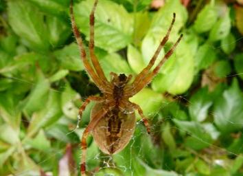 spider-web-garden-spider-1180896.jpg