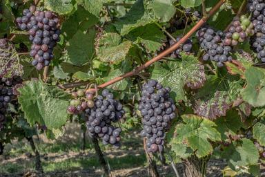 grapes-vintage-vineyard-vines-wine-600815.jpg