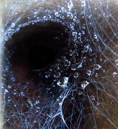 spider-web-spider-water-drops-980272.jpg