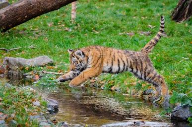 Siberian Tiger Cub Jumping (30371096284).jpg