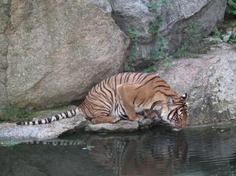 tiger-zoo-siberian-tiger-beast-1240987.jpg
