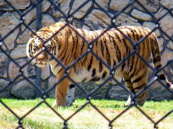 tiger-animal-cat-big-nature-wild-1211680.jpg
