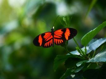 butterfly-passion-butterfly-93633.jpg