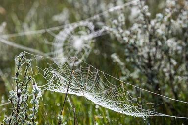 Spider_webs,_Swan_Lake_Flat.jpg