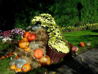 thanksgiving-pumpkin-autumn-harvest-515938.jpg