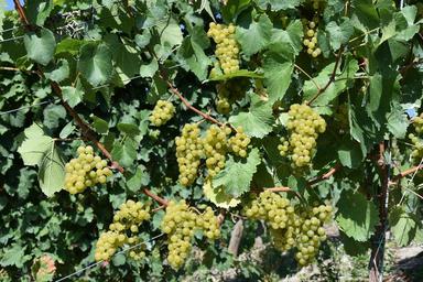 grapes-grape-mature-grape-harvest-1688610.jpg